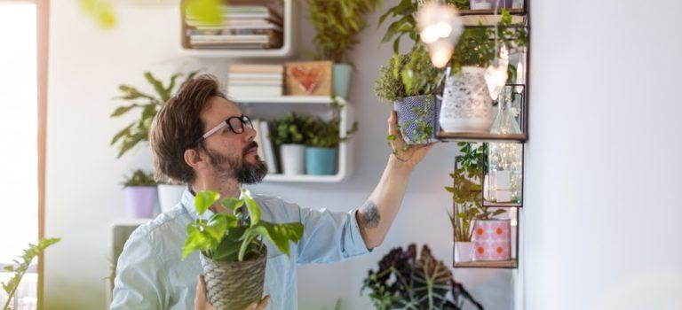 3 plantas para ter em uma casa com pets