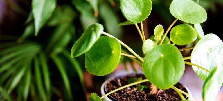 Selva indoor, conheça tudo sobre a nova tendência de decoração